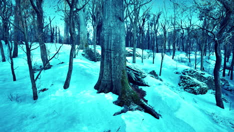 Forest-in-winter-time-at-sunset