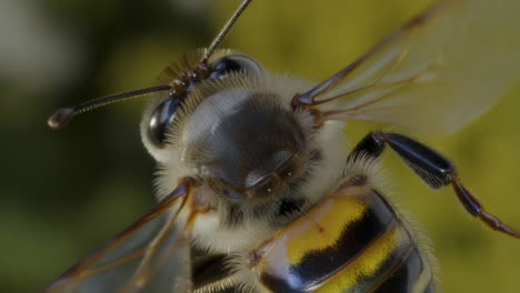 close-up of a honeybee