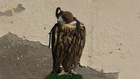 falcon in doha