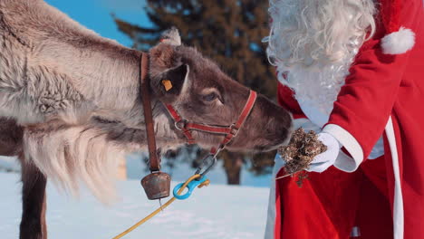 reindeer eating snow moss