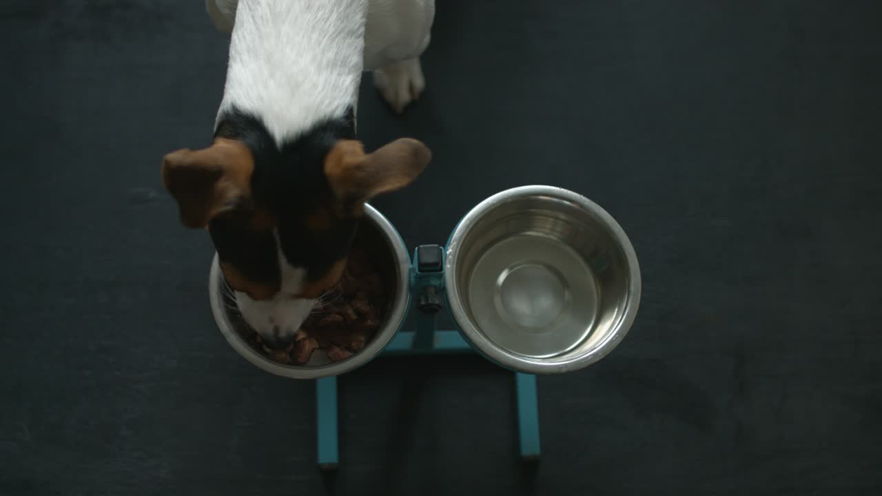 jack russell terrier con apetito comiendo comida de su cuenco
