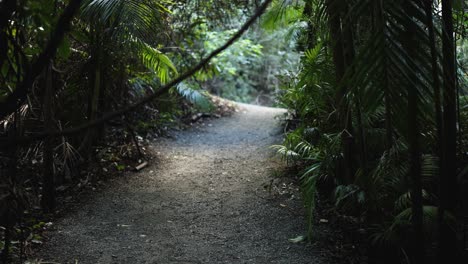 un camino sereno del bosque en el monte tamborine