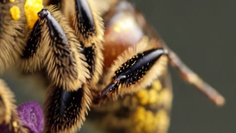 close-up of a bee collecting pollen on a flower