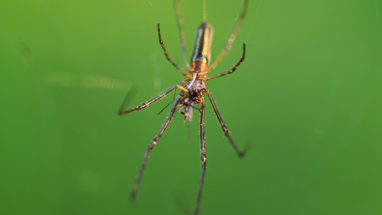 video macro de araña comiendo mosquito con fondo de pantalla verde natural