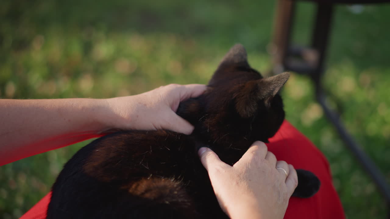 Gato preto no colo sendo acariciado por mãos de dono de animal em quintal ensolarado, close-up da pelagem e carícias suaves, tecido vermelho no colo, perna de cadeira de metal ao fundo, calor da tarde e vínculo calmo, reconfortante.