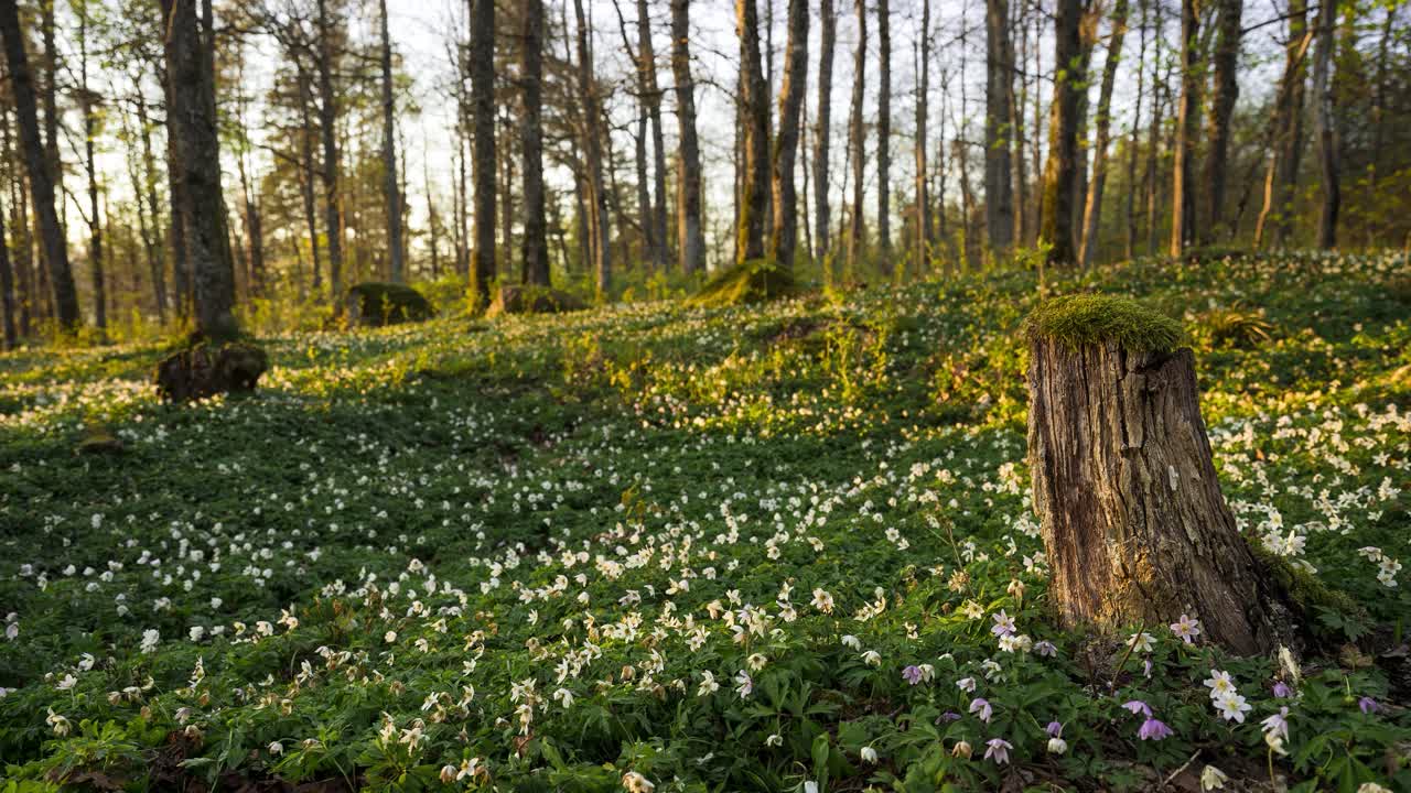 Beautiful White Anemone Flowers Blooming In The Woodland In Spring - arc shot