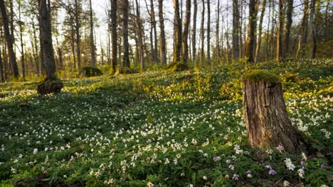 beautiful white anemone flowers blooming in the woodland in spring - arc shot