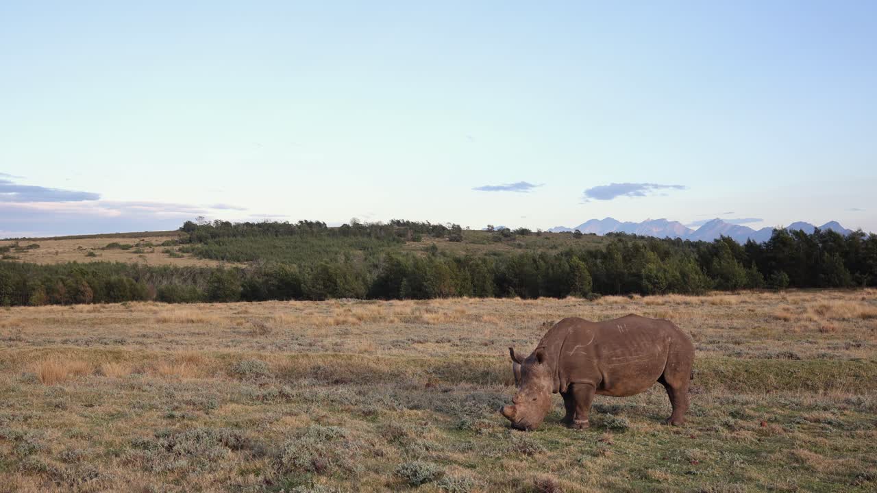 White rhino stands in profile on grassland grazing on short grass