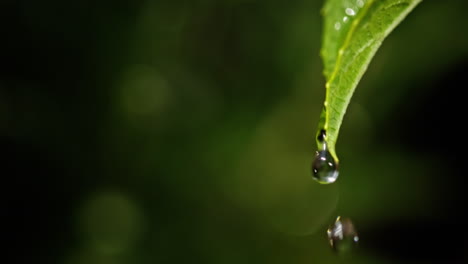 gota de agua en la hoja