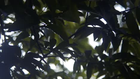 la luz del sol penetra entre las hojas en un denso ambiente de bosque tropical