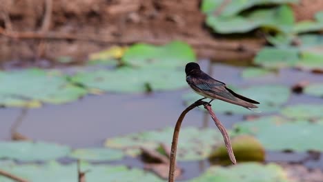 Ein-Kleiner,-Sich-Schnell-Bewegender-Vogel,-Der-Fast-überall-Auf-Der-Welt-Zu-Finden-Ist-Und-Die-Meiste-Zeit-Herumfliegt,-Um-Kleine-Insekten-Zu-Fangen