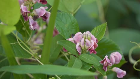 Potato-Bean-Apios-Americana-superfood-hides-leaf-cutter-Bee,-Groundnut