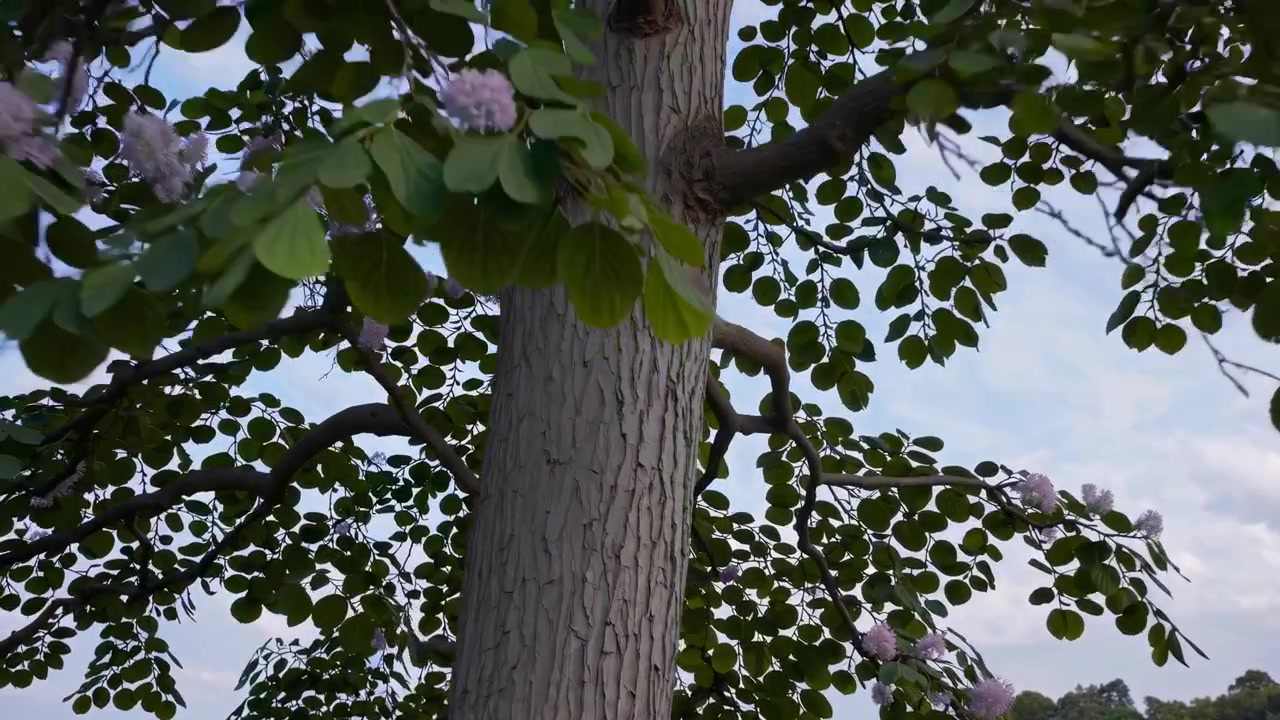 Vue en contre-plongée d'un arbre en fleurs dans une prairie