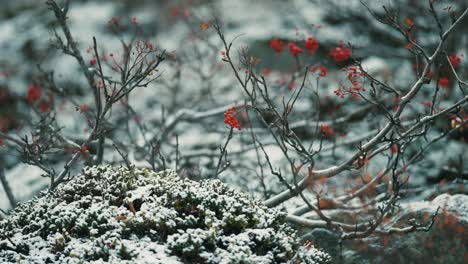 the fresh first snow sprinkled over the rowan tree and withered grass in the tundra