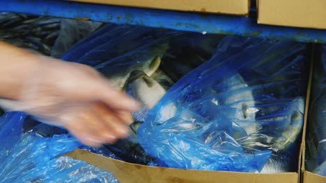 Boxes-of-frozen-fish-are-stored-in-stock