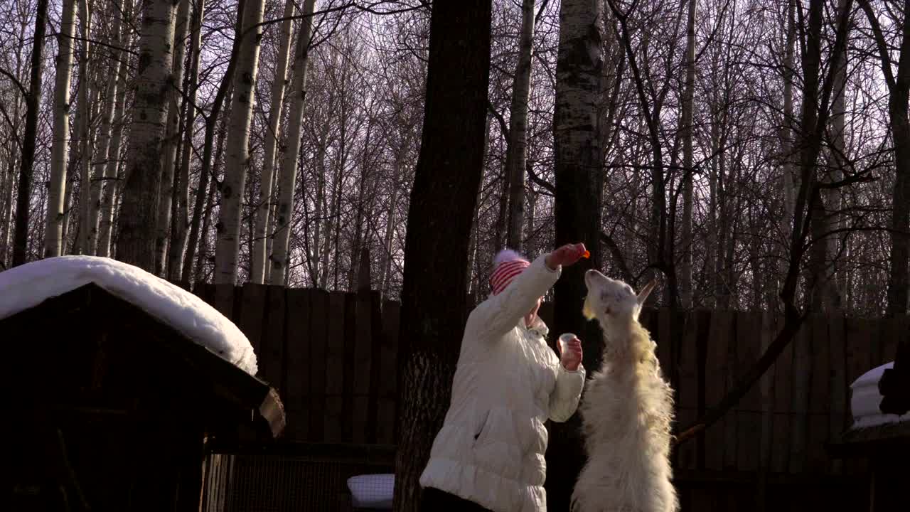 한 중년 여성이 어린 염소에게 먹이를 주고, 염소가 뒷다리 위에 서도록 강요하고, 그에게 당근을 먹여주며, 염소는 당근을 좋아한다.