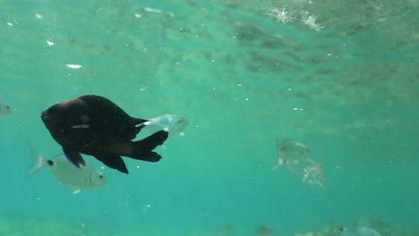 pez negro bajo el agua