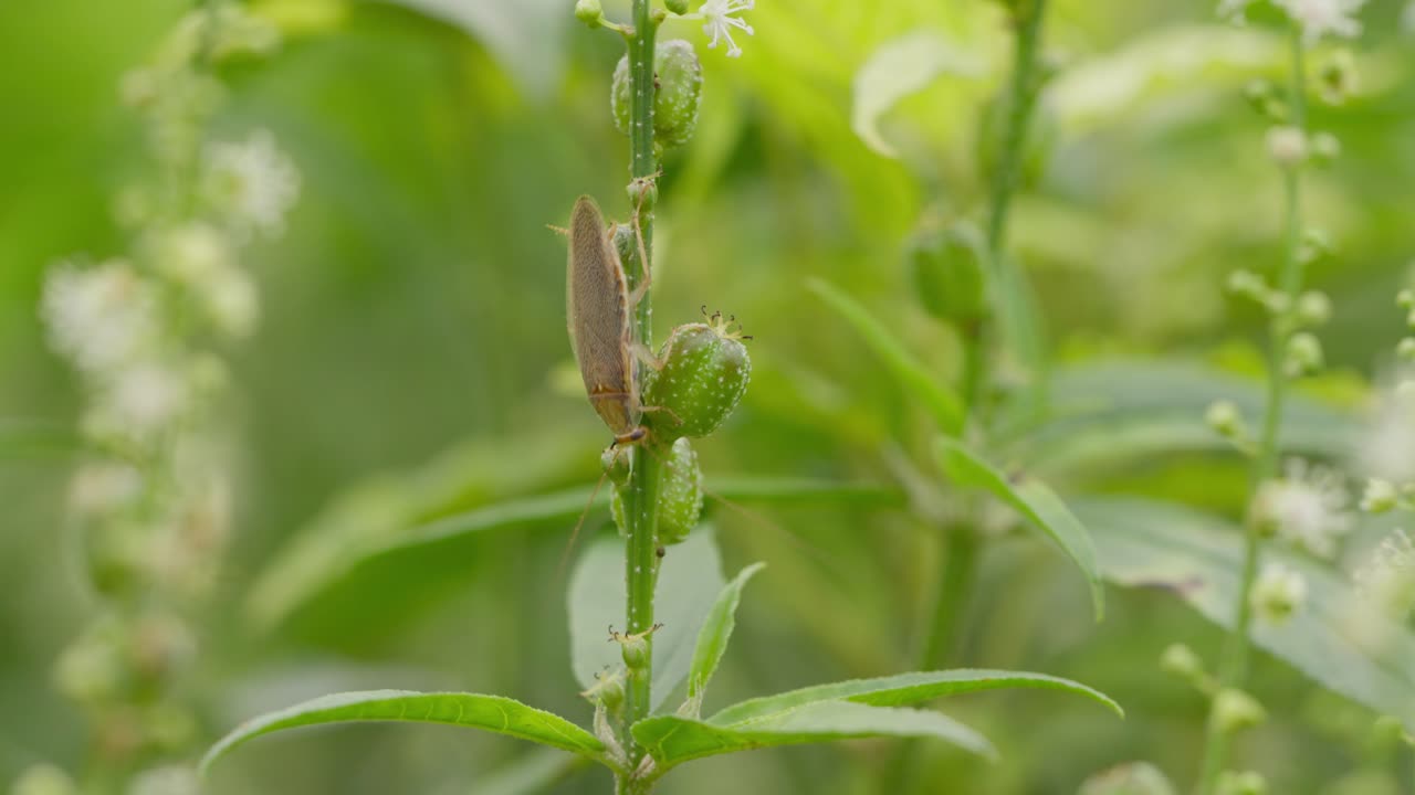 una mano sostenida en primer plano de un insecto llamado hopper de hoja moviéndose en una planta de semilla de flor blanca de la familia croton, en medio de otras variedades de hierba, en un día soleado indio
