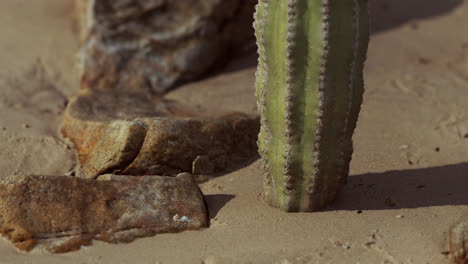 close up of saguaro cactus at the sand