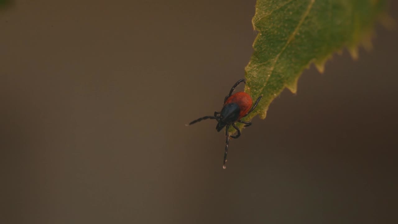 primer plano detallado de un ácaro posado en una hoja de abedul verde, mostrando su cuerpo marrón oscuro y marcas de color naranja rojizo