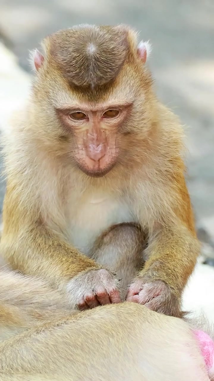 A focused macaque monkey carefully grooms its companion's fur in a vertical close-up shot.