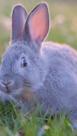 a beautiful gray bunny on a green meadow eats grass. rabbit in the field. vertical video