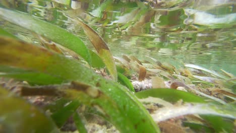 seagrass seen in the beach near tulum in mexico