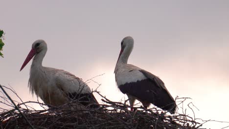 Weißstorch-Im-Nest,-Zweiter-Storch-Kehrt-Von-Der-Nahrungssuche-Zum-Nest-Zurück,-Lettland