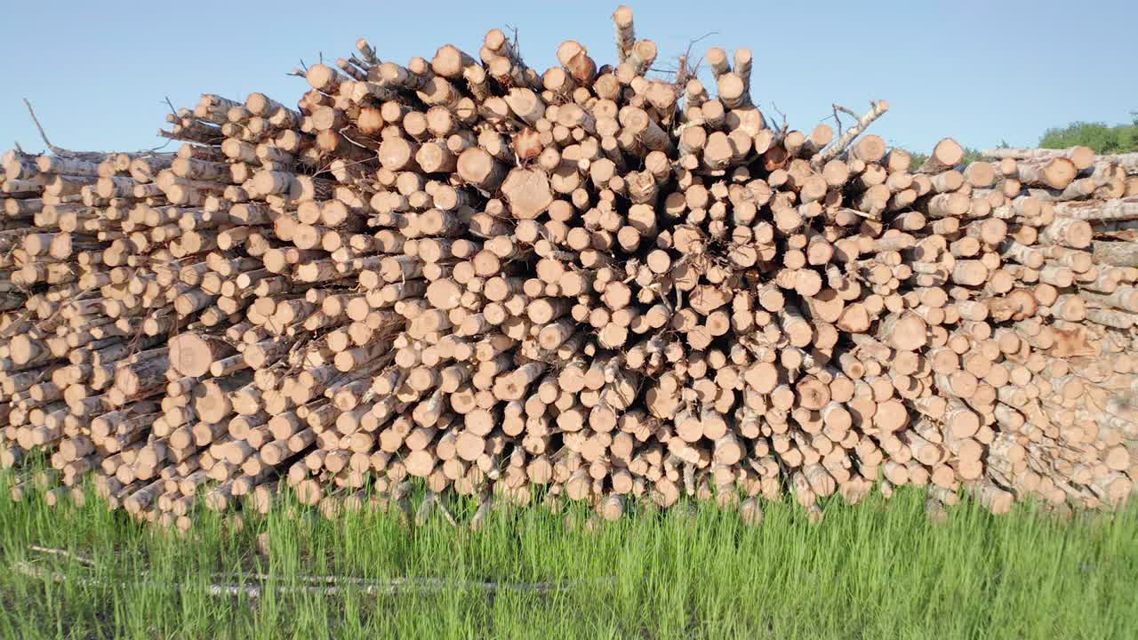 вырубленные бревна березы на зеленом луге в лесу