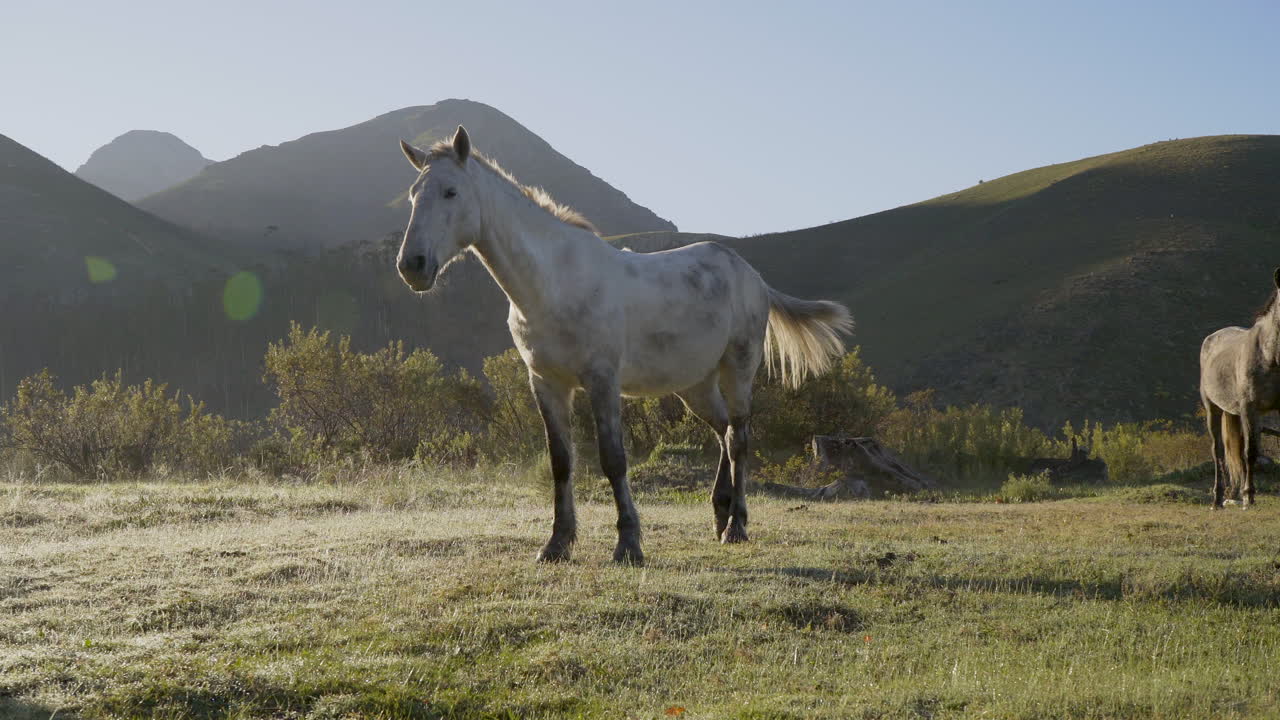 White And Grey Horse In The Sunrise On A Cold Misty Morning