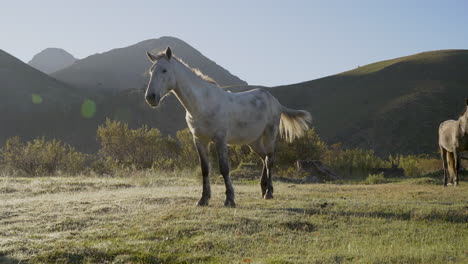 white and grey horse in the sunrise on a cold misty morning
