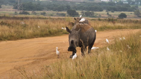 Breitmaulnashorn-Geht-Auf-Einem-Langen-Feldweg-Durch-Eine-Herde-Von-Kuhreihern