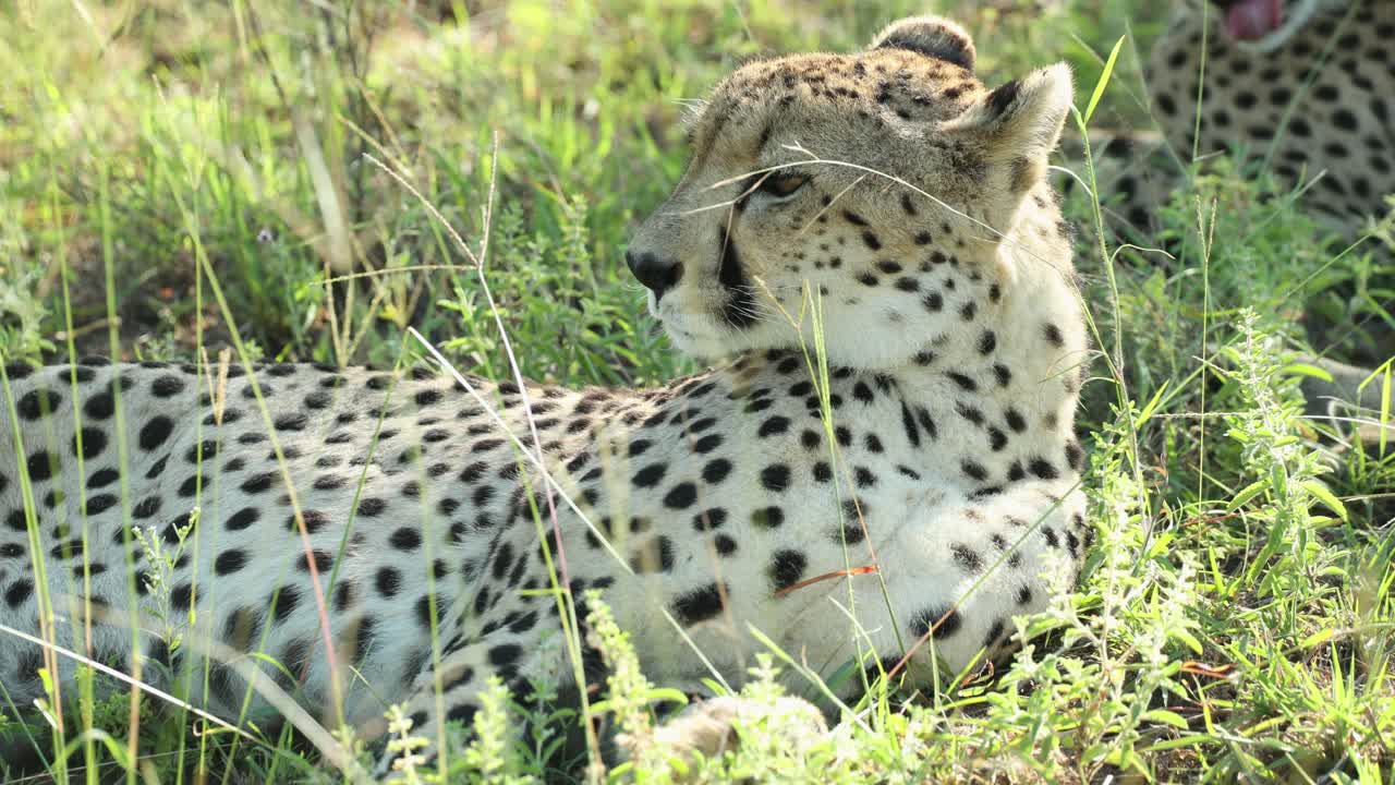 A female cheetah lying in the green grass with eyes closed, Greater Kruger.