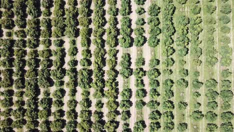 patrón de árboles verdes en el huerto, vista aérea vertical de arriba hacia abajo
