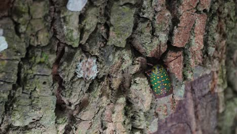 seen from above as it sways and kicks its right legs rapidly to scratch itself, saiva gemmata lantern bug, thailand