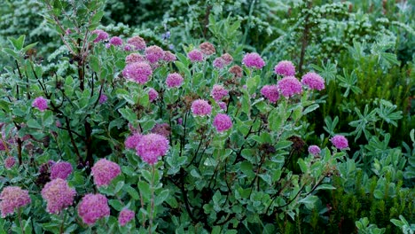 paisaje en cámara lenta de flores rosadas rosey spirea jardín naturaleza vegetación plantas con rocío en el monte rainier seattle parques nacionales de washington estados unidos américa caminatas en el desierto