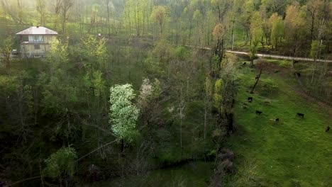 Die-Menschen-Vor-Ort-Im-Iran-Züchten-Kühe,-Stiere,-Vieh,-Frühlingssaison-Und-Landleben-Im-Bergwald,-Ländliches-Haus,-Wiese,-Frisches-Gras,-Landwirtschaft,-Reisen,-Tourismus,-Abenteuer,-Besuch,-Natur,-Attraktion,-Malerische-Aussicht