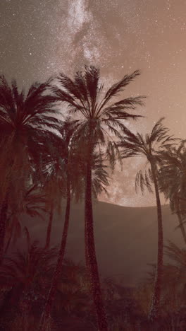 palm trees silhouetted against the milky way