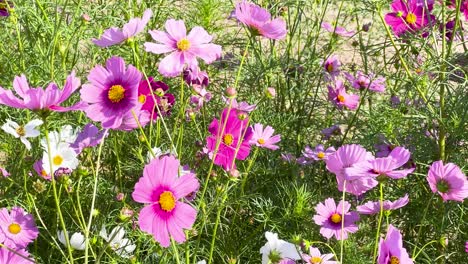 vibrant cosmos flowers bloom in natural setting