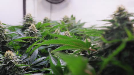 Slow-motion-shot-of-a-cannabis-plants-growing-in-a-grow-tent-during-flowering-stage