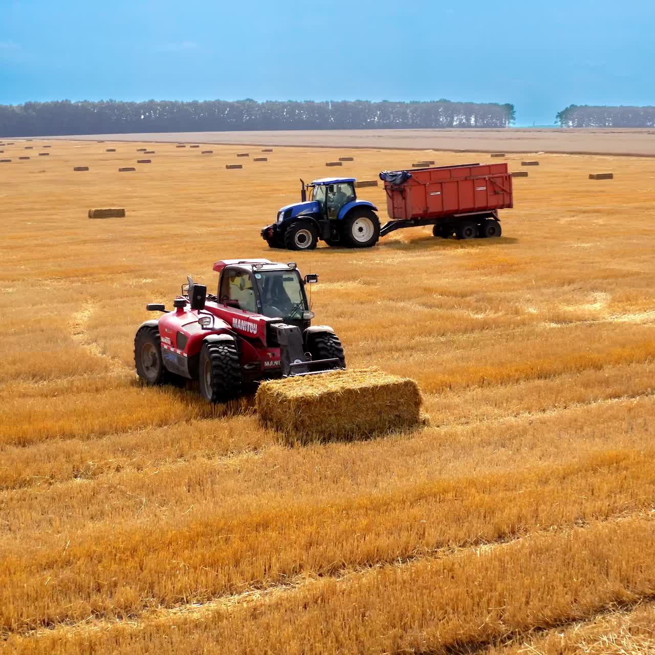 Harvesting wheat grain. Harvester machines working in wheat field