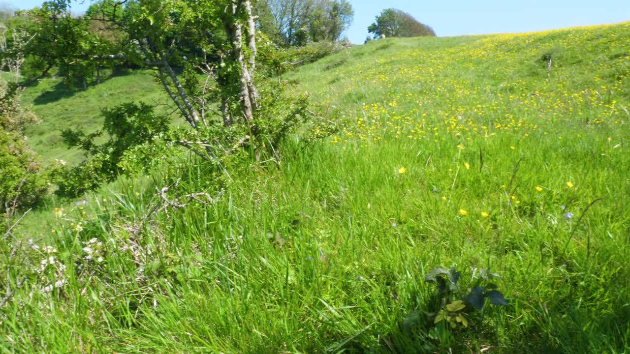영국 남동부의 언덕 꼭대기에서 아래 계곡에서 풀을 뜯고 있는 소 떼에게 패닝 샷