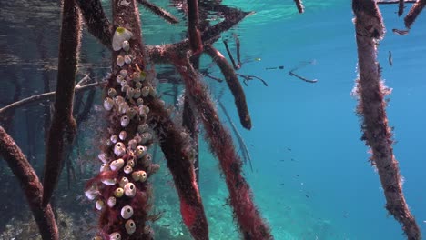 Mangroven-Unter-Wasser-Und-Ascidian-Im-Flachen-Wasser-In-Raja-Ampat