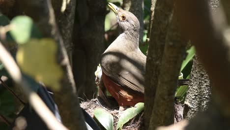 un par de zorzales de vientre rufo alimentando a sus crías en el nido