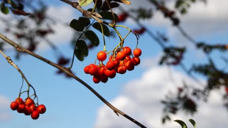 mountain ash or rowan  sorbus aucupari