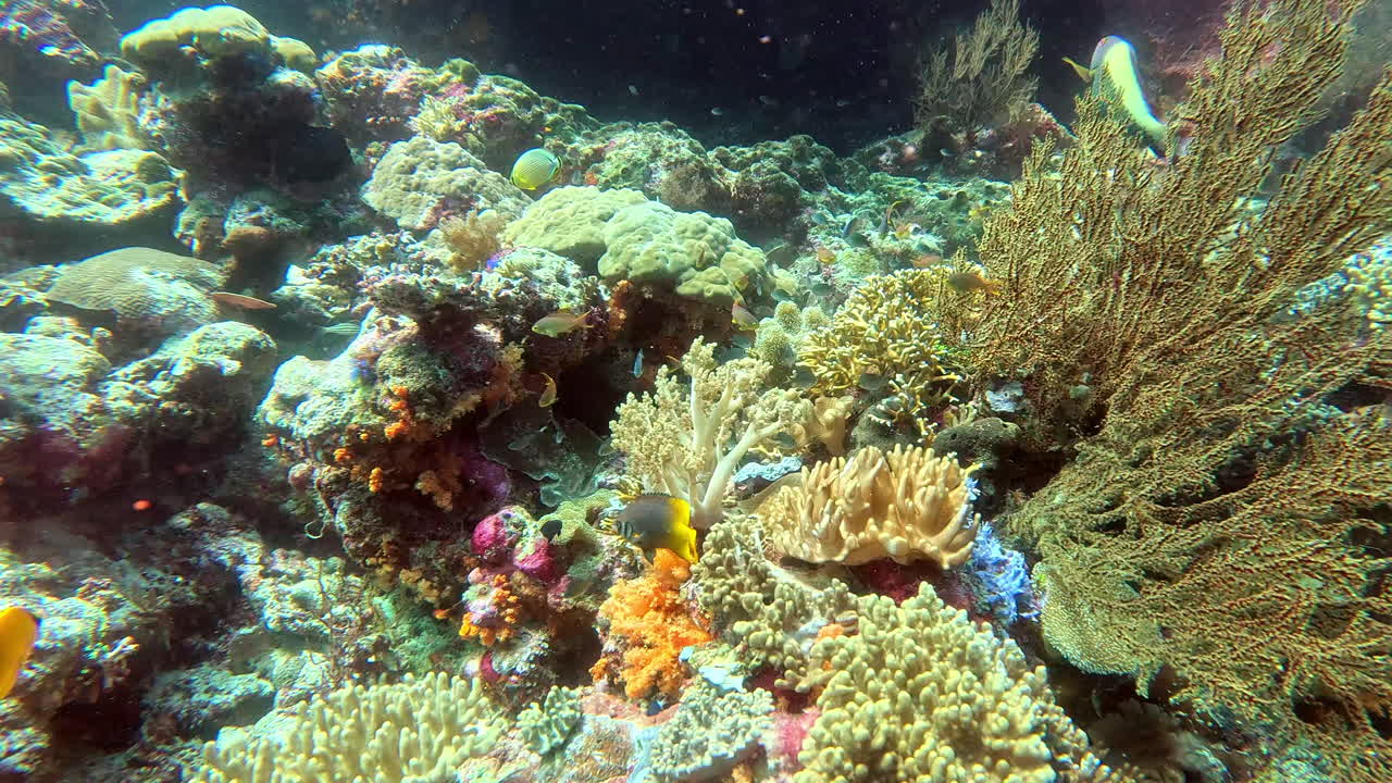 A coral reef teeming with life in Indonesia.