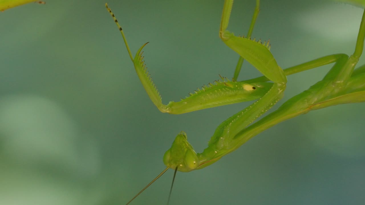 A Macro Mantis hanging from a leaf moving its arms around. Tambopata, Madre de Dios Region, Peru