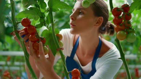 agronomy farm entrepreneur harvesting vegetables in countryside plantation house