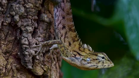 El-Lagarto-De-Jardín-Oriental-También-Se-Llama-Lagarto-De-Jardín-Oriental,-Chupasangre-Y-Lagarto-Cambiable