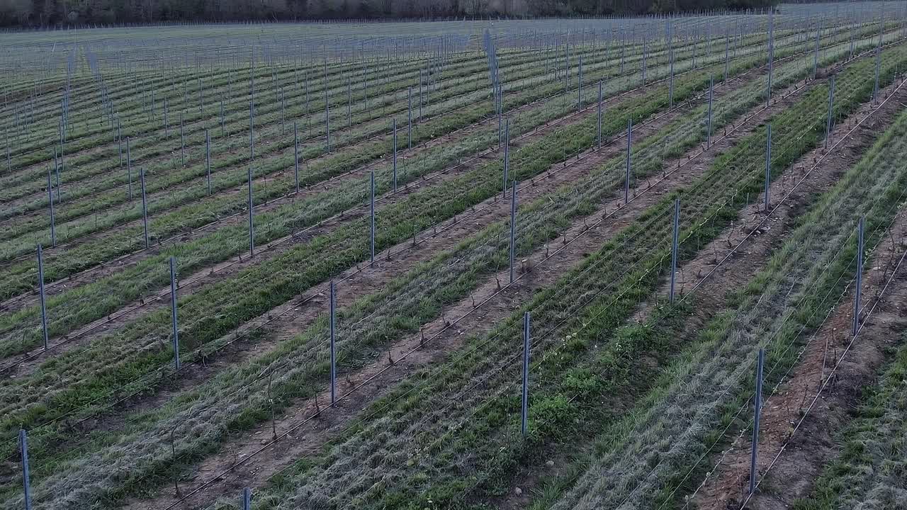 Vinmarker på Korsika i de tidlige morgentimer med voksende afgrøder
